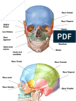 Anatomia Identificar Estructuras