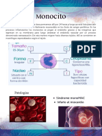 Monocitos: formación, función y patologías asociadas