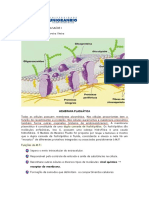 Aula Membrana Plasmática