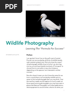 Wildlife Photography 