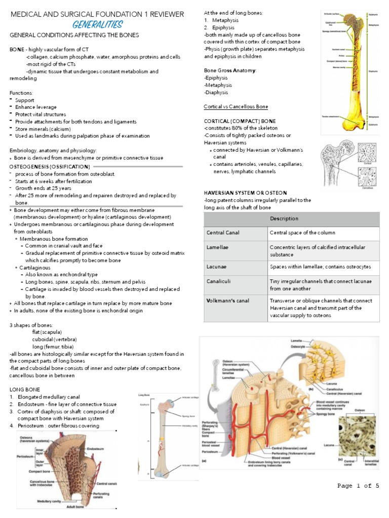 Bone Anatomy and Physiology Overview | PDF | Bone | Osteoblast