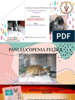 Panleucopenia Felina