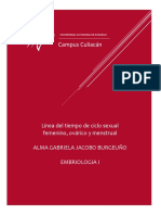 Línea Del Tiempo de Ciclo Sexual Femenino, Ovárico y Menstrual