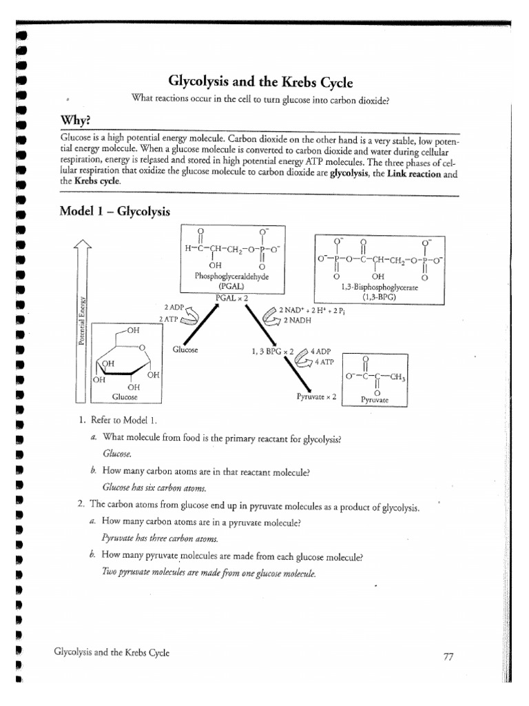 Glycolysis and The Krebs Cycle Pogil | PDF