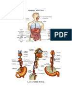 APARATO DIGESTIVO