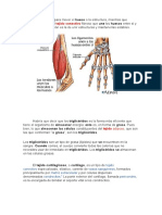 Mateial Sobre Tendones