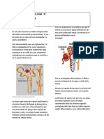 19-07-2021 Fisiopatologia DR Flores