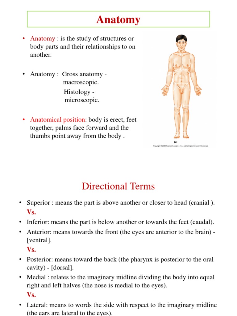 Anatomical Terms and Body Organization | PDF | Anatomical Terms Of ...