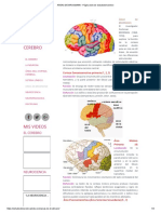 AREAS de BRODMANN - Pagina Web de Estudi