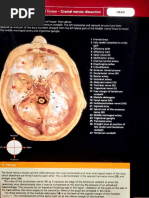 Cranial Fossae