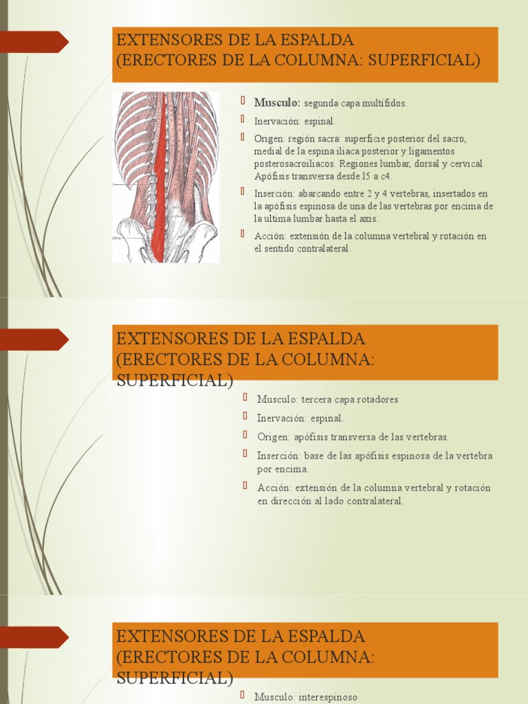 Extensores de La Espalda | PDF | La columna vertebral | Vértebra, image size:768x1024