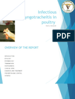 Infectious laryngotracheitis virus in poultry