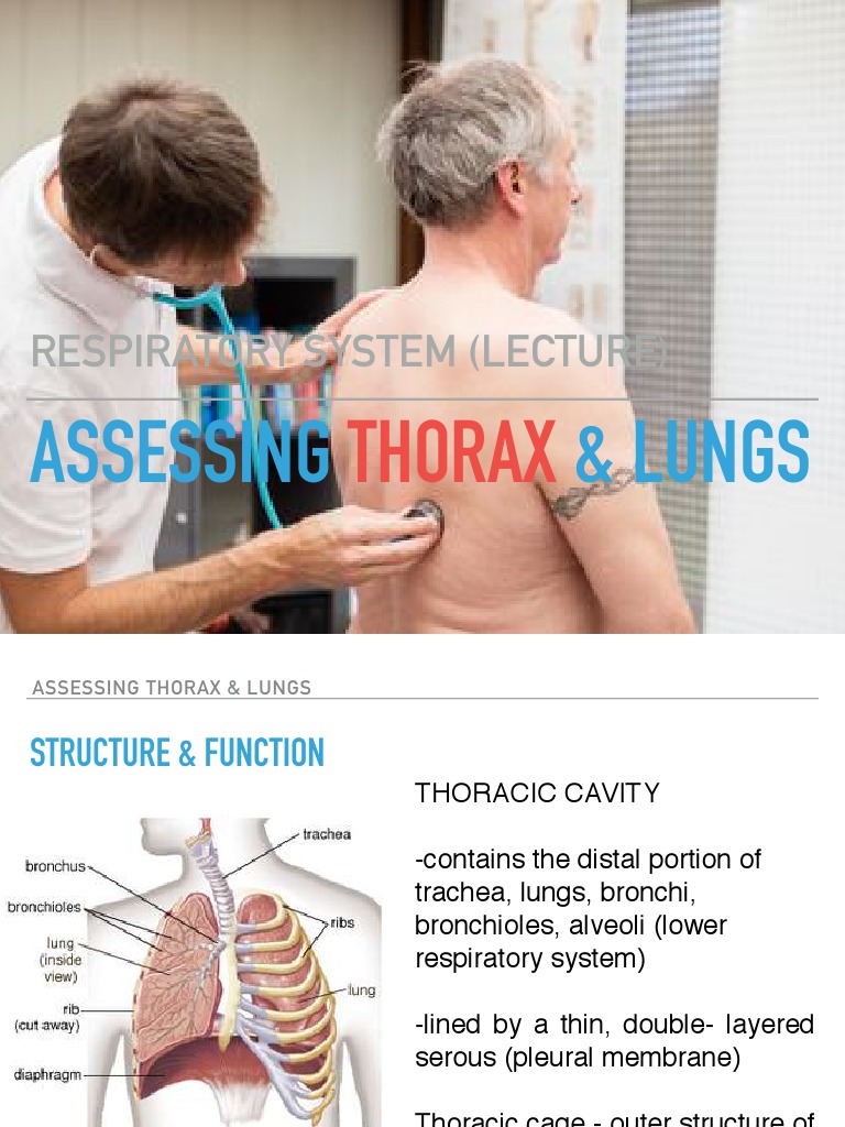 Assessment of Thorax Lungs Lecture 2019 2020 | PDF | Lung | Thorax