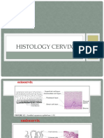 Histology Cervix