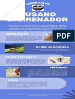 Infografía de Gusano Barrenador, Janer Calvo.