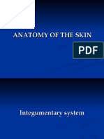 1.skin Anatomy