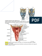 Anatomia Faringelui