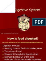 Digestive System Guide