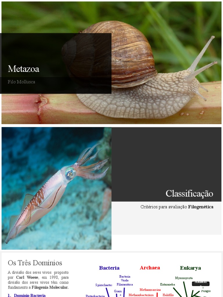 Classificação do Filo Mollusca | PDF | Moluscos | Biologia