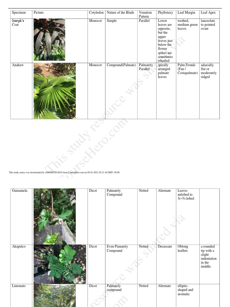 This Study Resource Was Shared Via | PDF | Leaf | Organisms