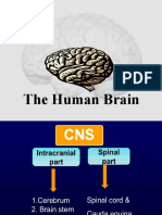 Human Brain(1)