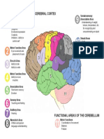 Brain Functional Areas