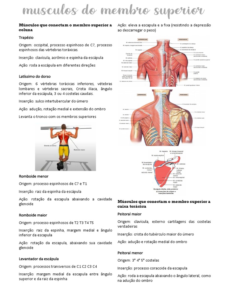 Resumo - Músculos Do Membro Superior PDF | PDF | Coluna vertebral | Sistema  Locomotor, image size:768x1024