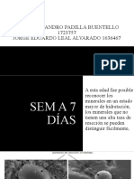 SEM A 7 Días en Concretos