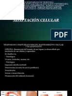 Adaptacion Celular