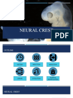 Neural Crest