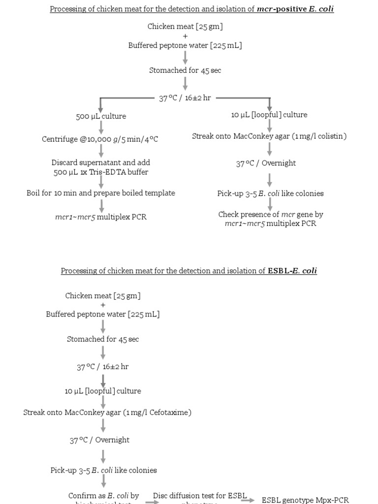 Detecting mcr-positive E. coli in Chicken | PDF
