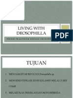 Living With Drosophilla - Revisi