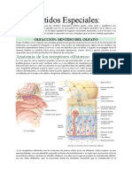 Sentidos Especiales: Olfato y Gusto