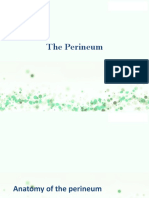 Anatomy of the Perineum and its Urogenital and Anal Triangles