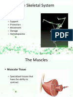 The Skeletal System: - Functions