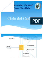 PowerPoint Ciclo de Carbono-FIJACION - INMOVILIZACION - MINERALIZACIÓN