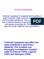 19.testicular Hypoplasia Veterinary