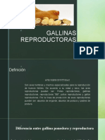 Gallinas Reproductoras