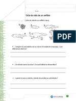 Ciclo de Vida de Los Anfibios