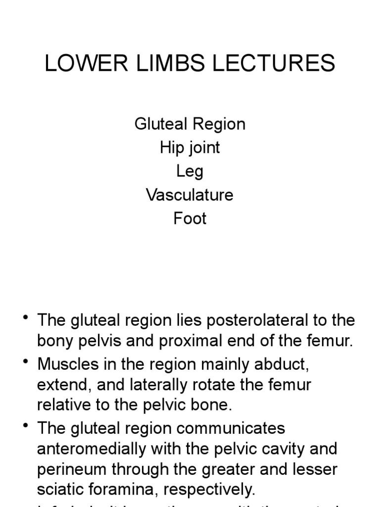 Anatomy of the Lower Limbs: Gluteal Muscles | PDF | Human Leg | Foot