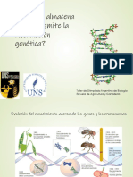 Cómo se almacena y transmite la información genética