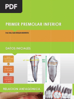 Anatomía del Canino Inferior | PDF | Anatomia dental | Boca