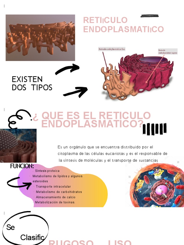 Funciones del Retículo Endoplasmático | PDF | Retículo endoplásmico ...