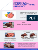 External Anatomy of The Heart
