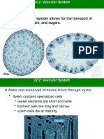 22.2 Vascular System