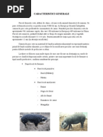 Acesti Porci Vietnamezi Isi Au Originea In Vietnam