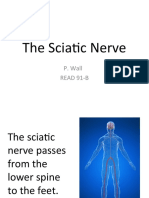 Sciatic Nerve: Causes, Symptoms, and Treatment of Sciatica
