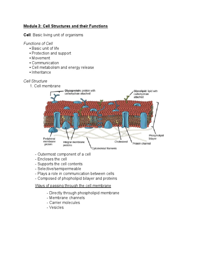 Module 3 - Cell Structure and Functions | PDF | Endoplasmic Reticulum ...
