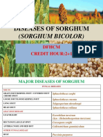 Diseases of Sorghum