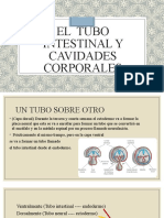 El Tubo Intestinal y Cavidades Corporales